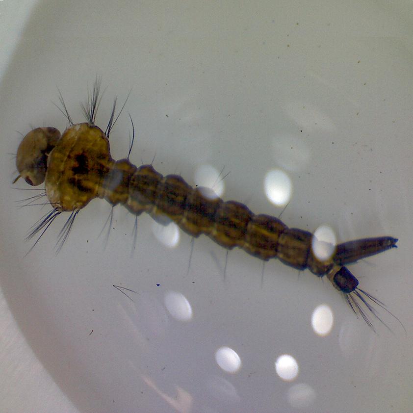 colour photo of an underwarter insect larva with a long body on a white surface