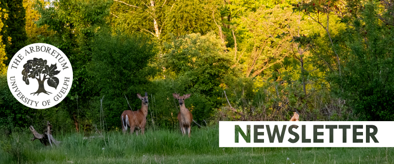 decorative newsletter banner with deer