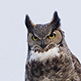 Great Horned Owl