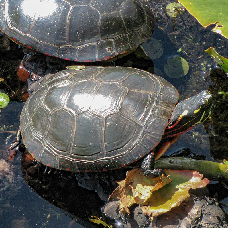 colour photo of a painted  turtle in a pond