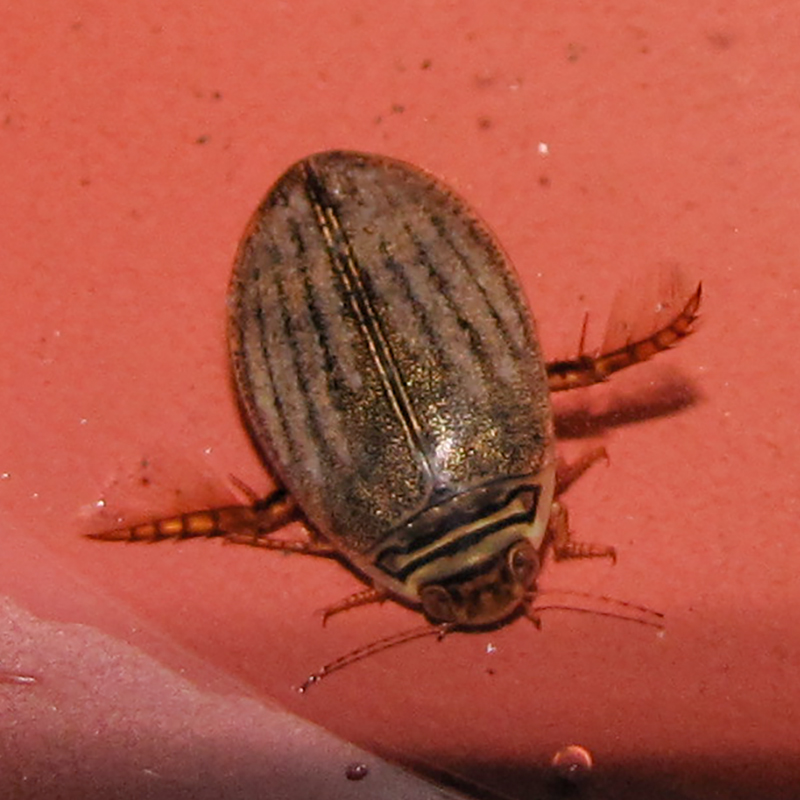 colour photo of a a small brown brown bettle with stripes on a red surface