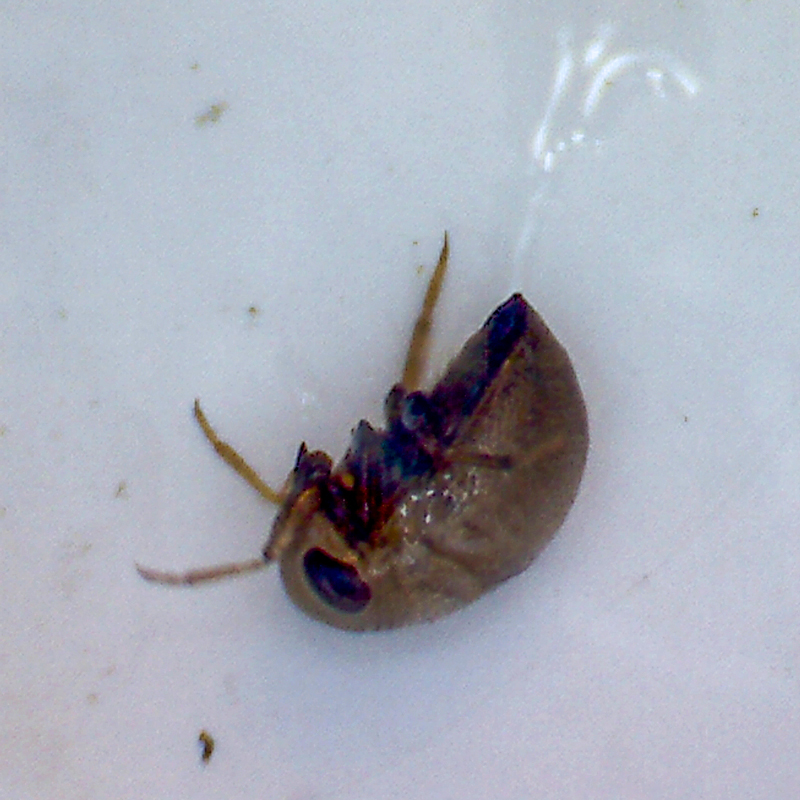 colour photo of a small pale underwater insect 