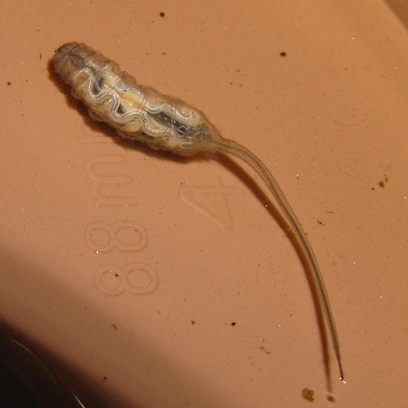 colour photo of a transparent coloured maggot with a long rat like tail 