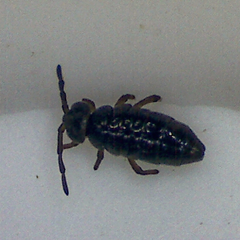 colour photo of an underwarter  black colour insect ona white surface