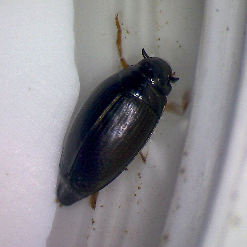 colour photo of a black coloured beetle under water on a white surface