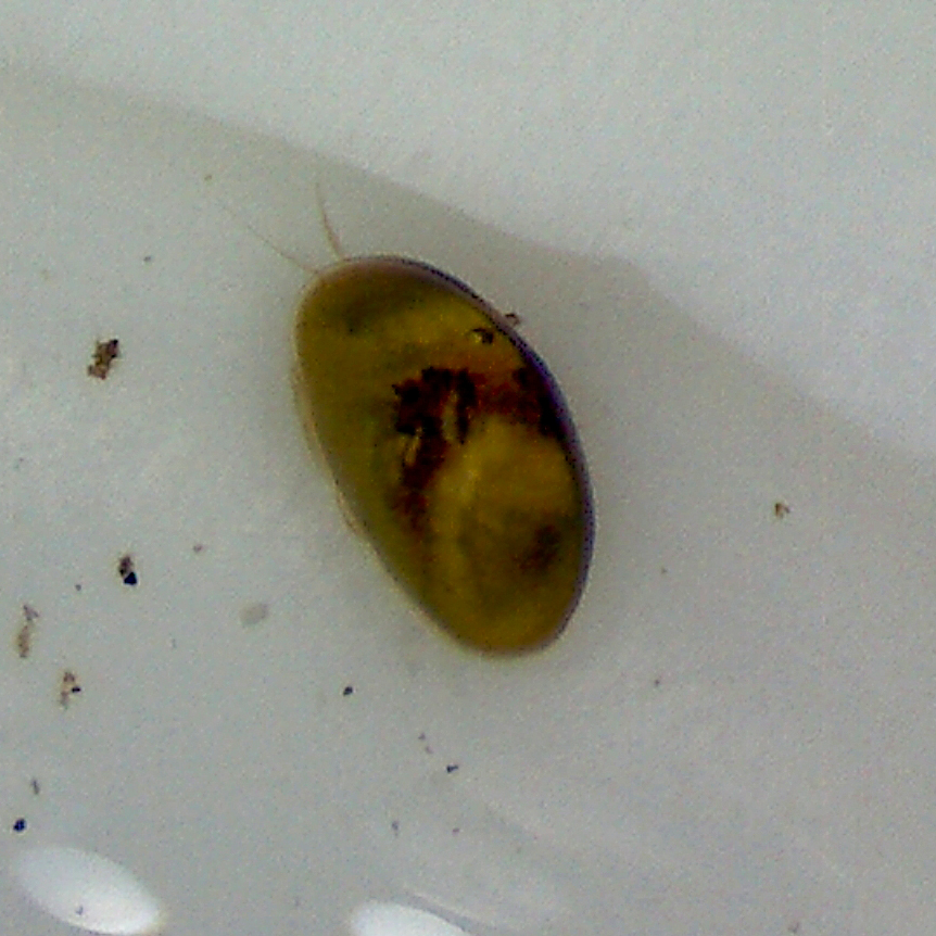 colour photo of a small seed like insect on a white surface