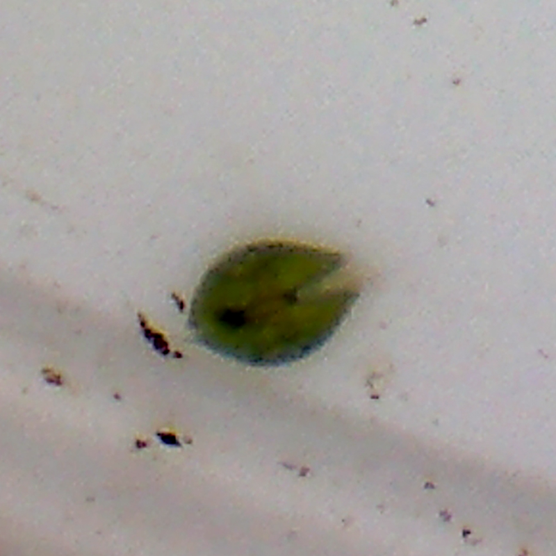 colour photo of a green seed shape that is an insect under water