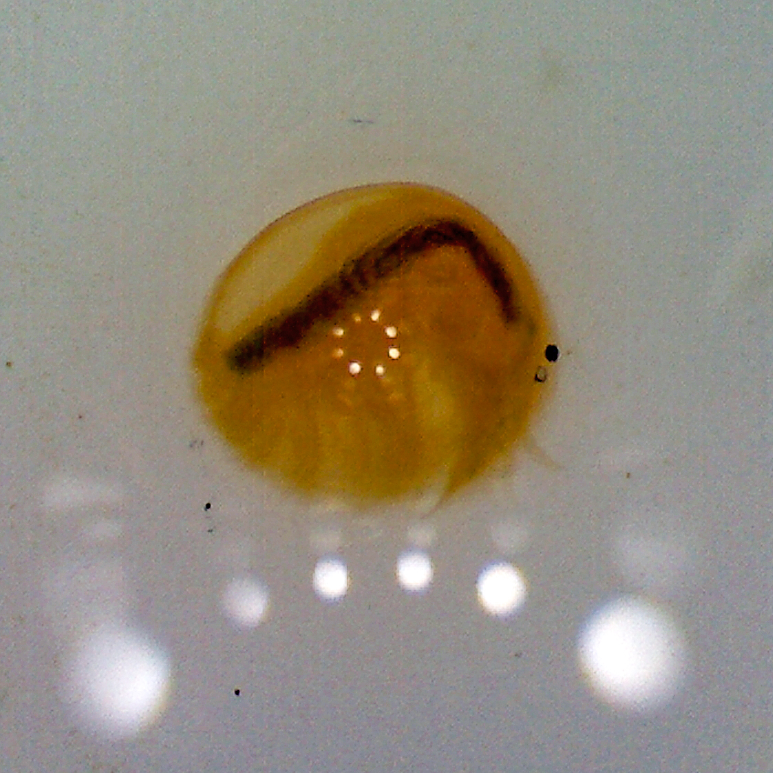 colour photo of a seed shrimp larva