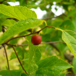colour photo of a red fruit berry and leaves