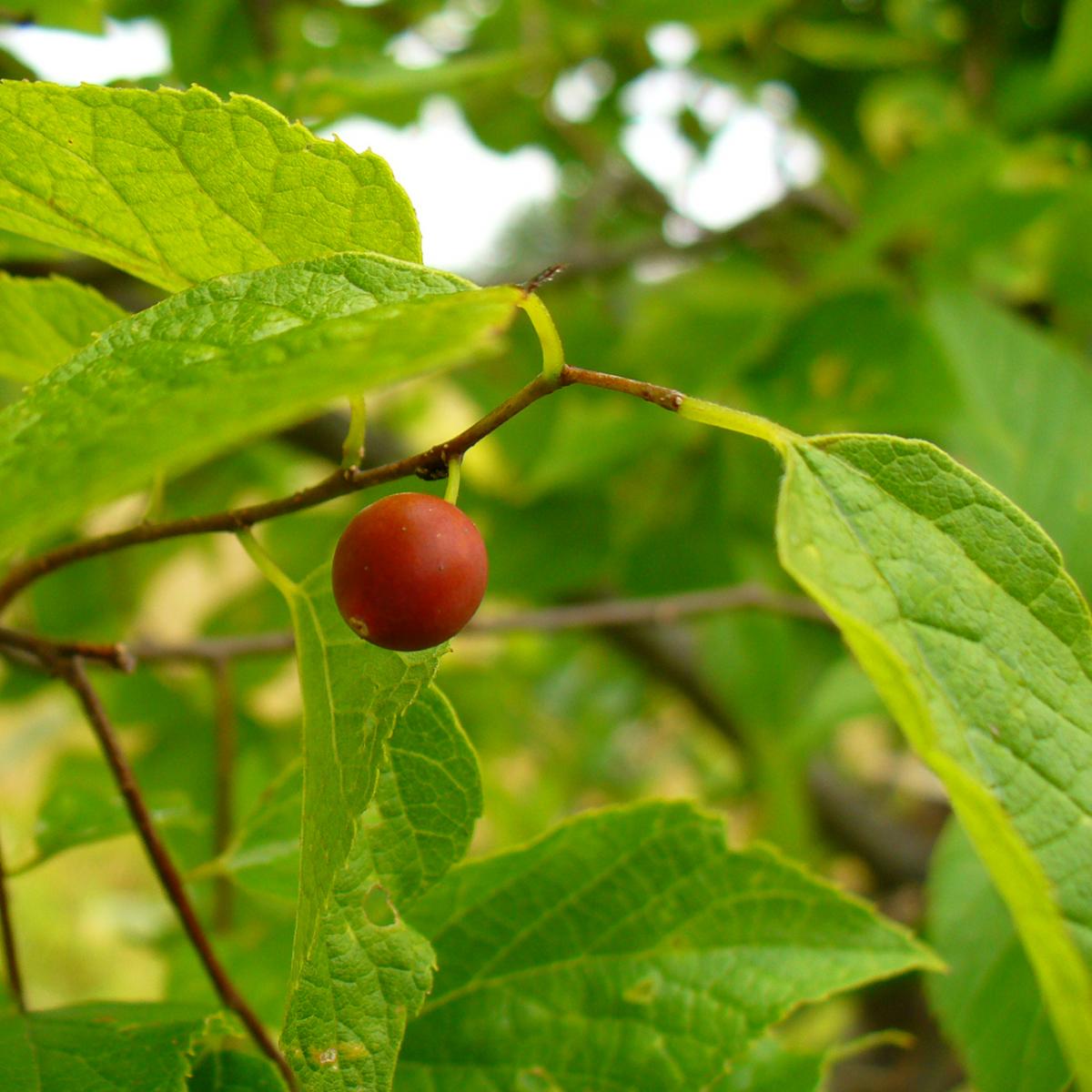 colour photo of a red fruit berry and leaves