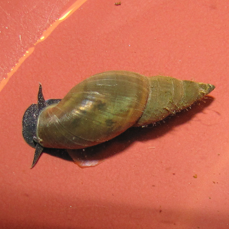 colour photo of a water snail on a red surface 