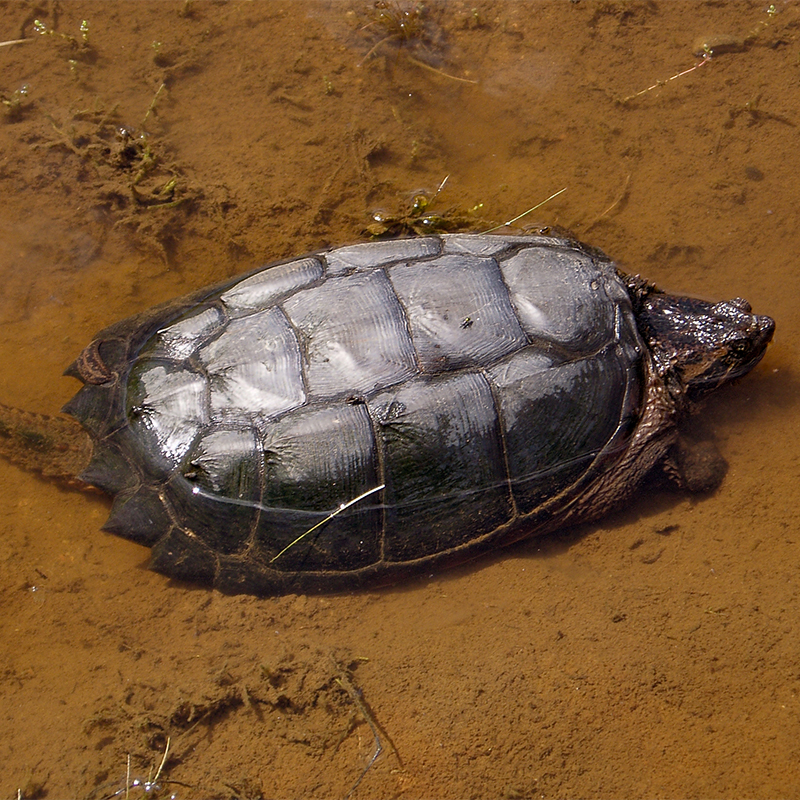 colour photo of a snapping turtle at the bottom of a pand