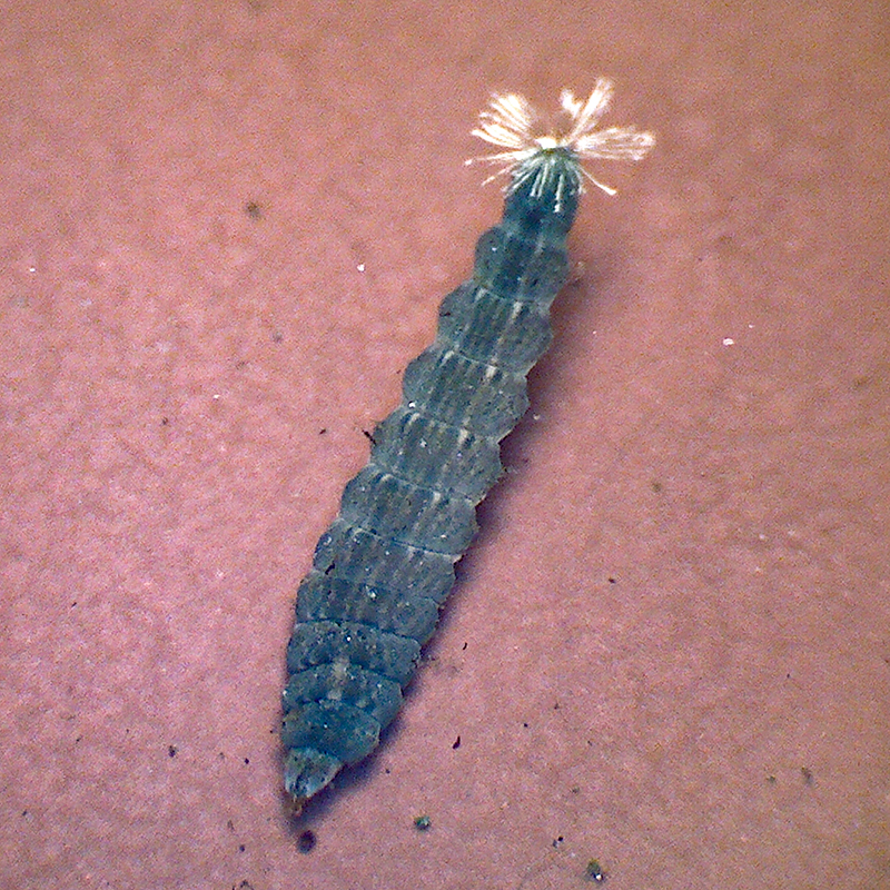 colour photo of an underwarter  insect larva on a pink surface 