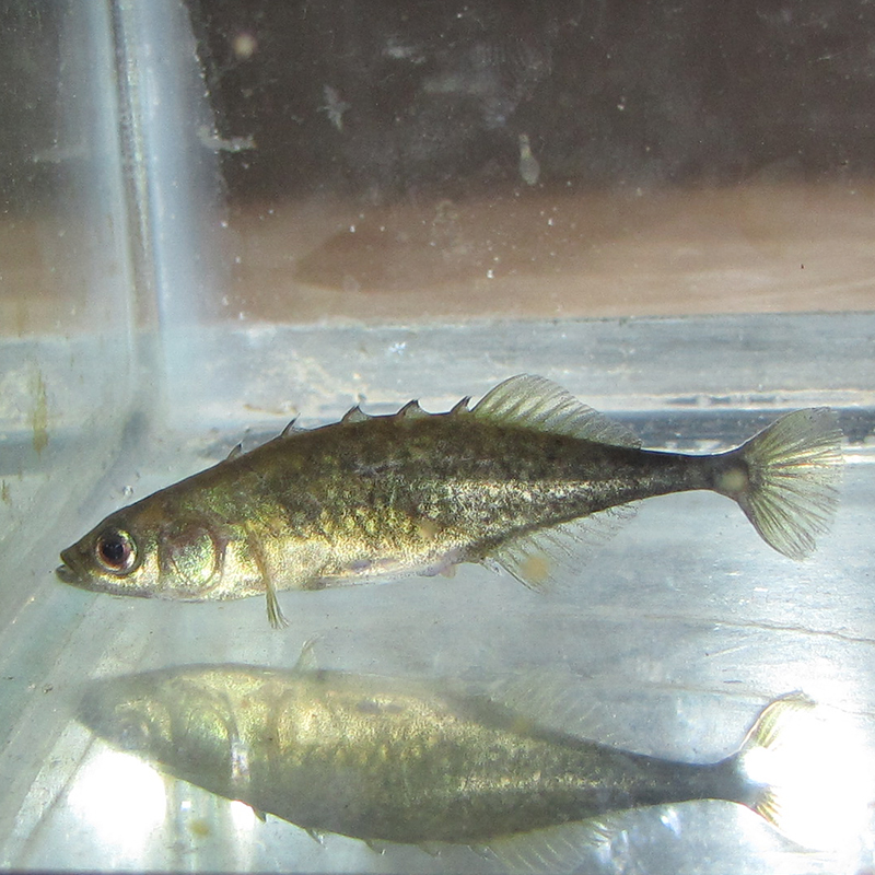 colour photo of a silver coloured fish in a glass aqaurium 