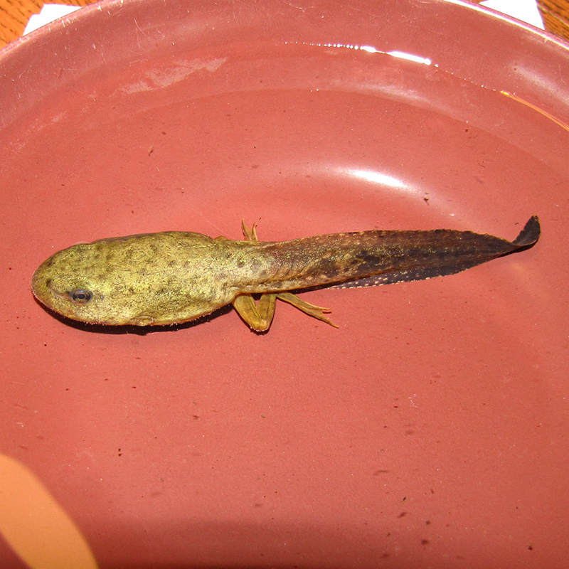 colour photo of a frog tadpole with legs on a red surface 