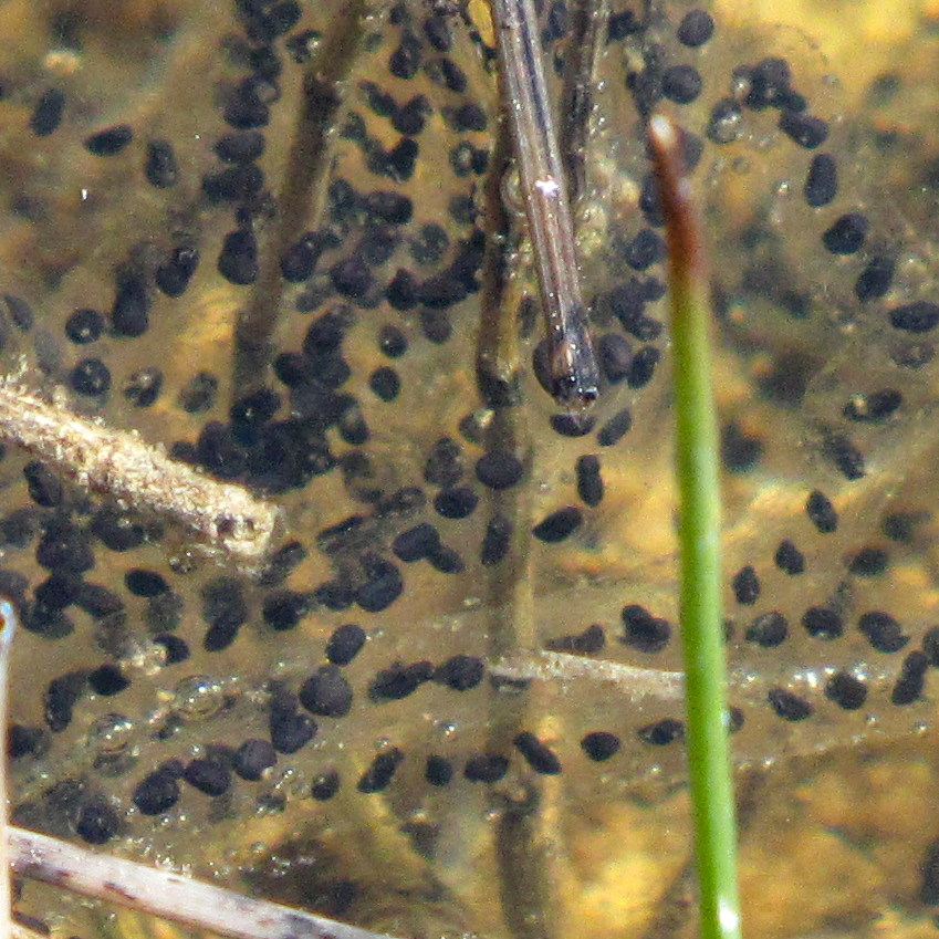 colour photo of toad eggs, black oval shapes floating in a pond