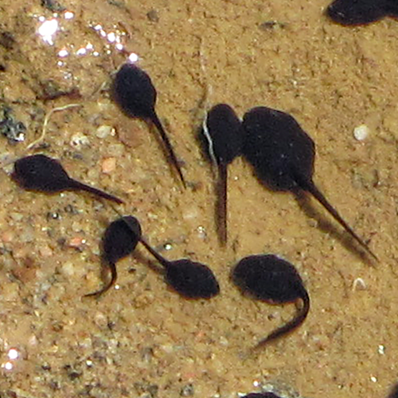 colour photo of black tadpoles in a pond