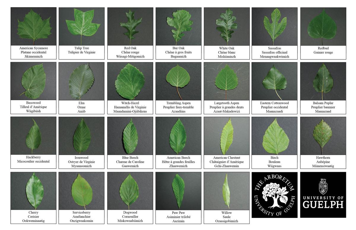 Selection of various tree leaves