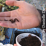 vermicomposting worm and soil