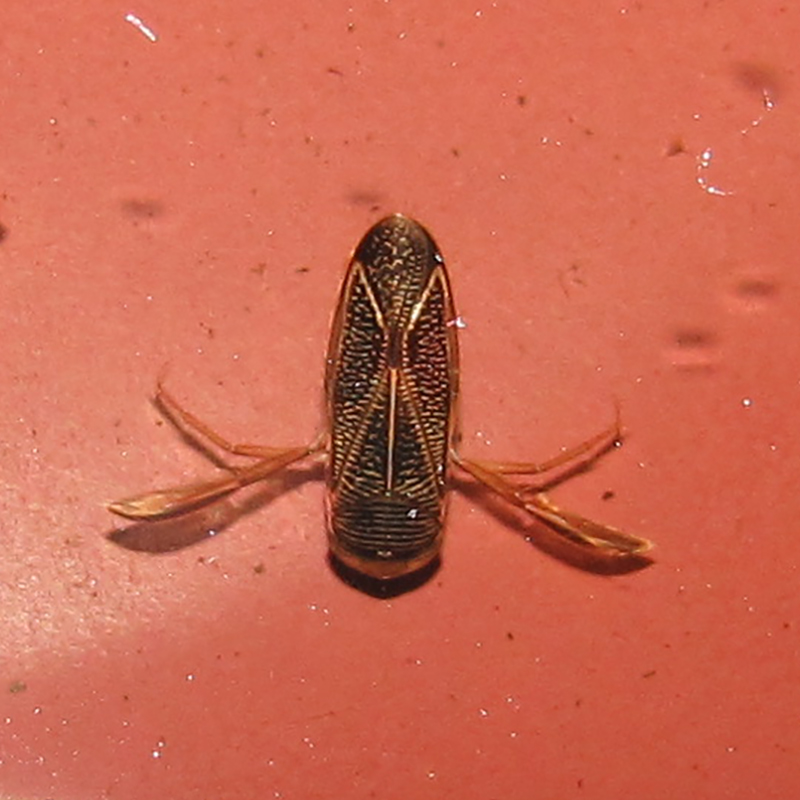 colour photo of a black and yellow coloured underwater beetle on a red surface
