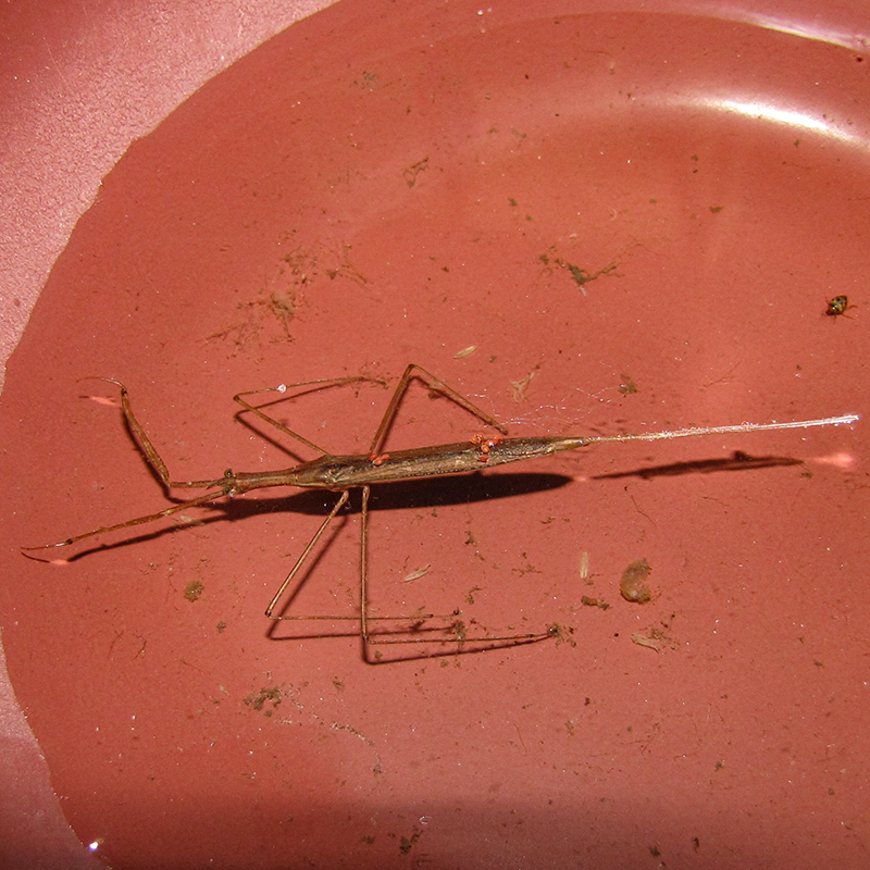 colour photo of a long thin bug with stick life legs in water ona red surface