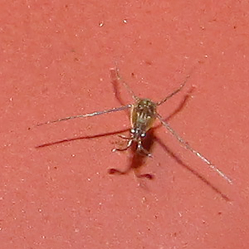 colour photo of a small water insect with long legs