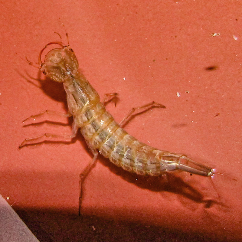 colour photo of a transparent 6 legged insect on a red surface