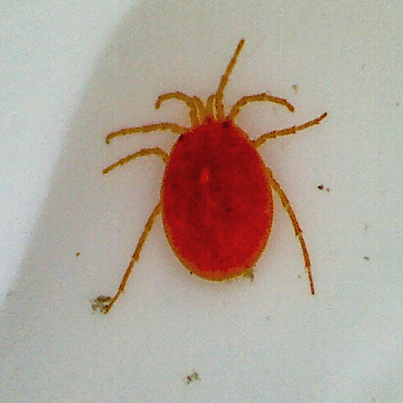 colour photo of a small red coloured insect on a white surface