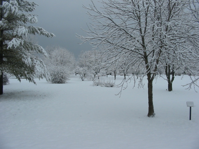 World of Trees in the Winter